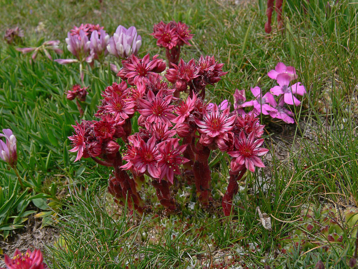 Sempervivum aracnoideum