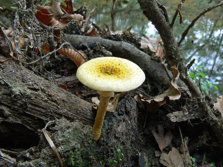 Raccolte del 25 Ottobre