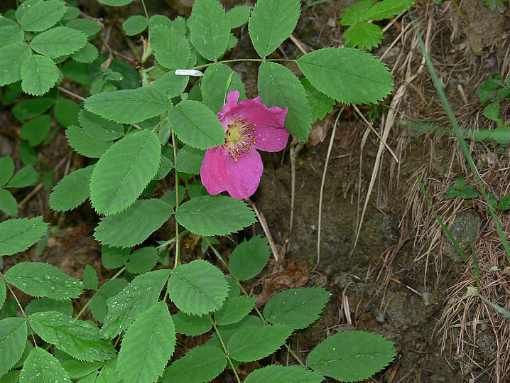 Rosa cfr.pendulina