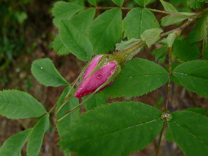 Rosa cfr.pendulina