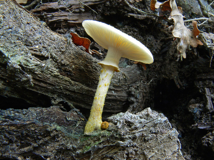 Raccolte del 25 Ottobre