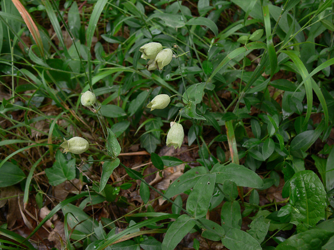 Silene vulgaris s.l.