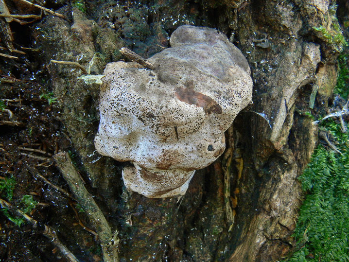 Novembre 2008