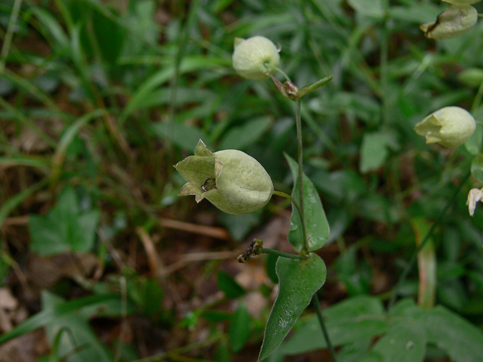 Silene vulgaris s.l.