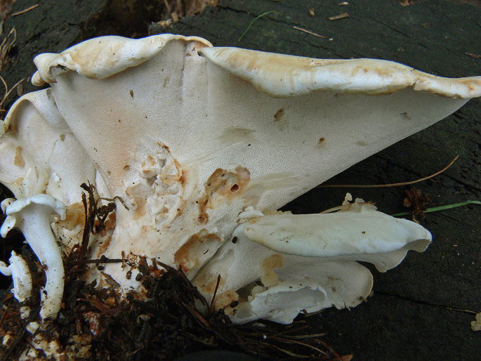 Obducta o floriformis? (Osteina obducta)