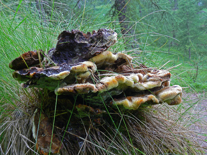 Lariceto ed Abetaia della Val di Susa