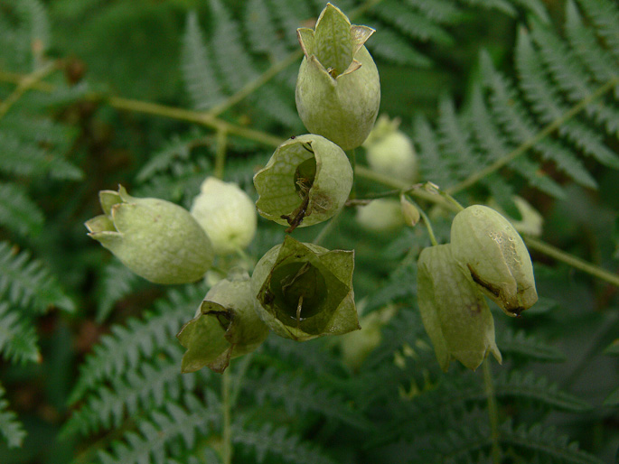 Silene vulgaris s.l.