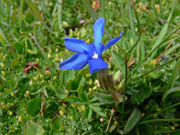 Gentiana verna s.l.