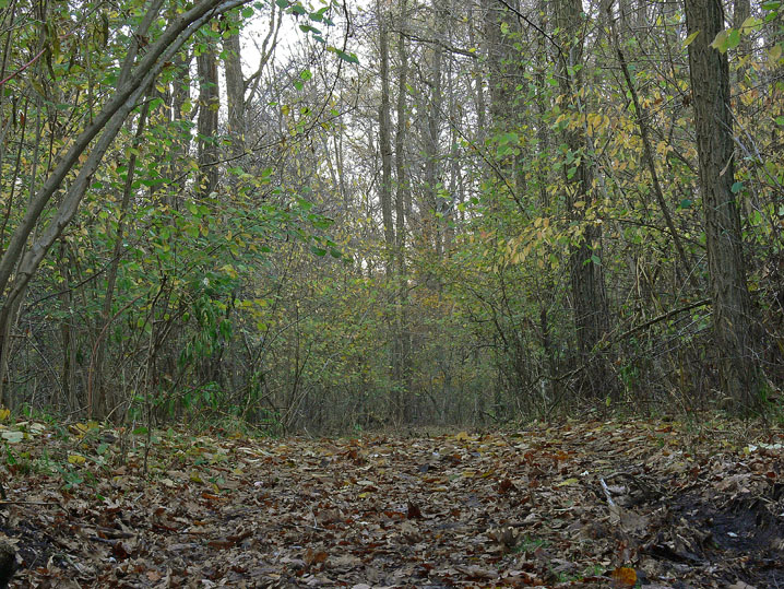 Novembre 2008