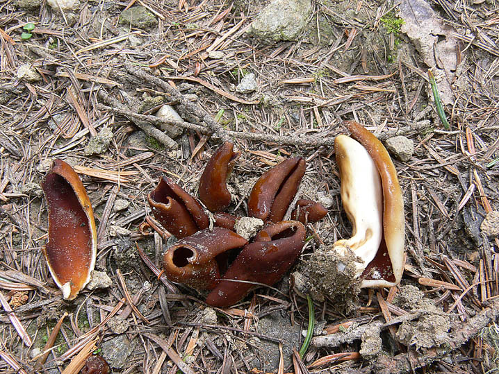 Raccolte del 20 e 21 Giugno