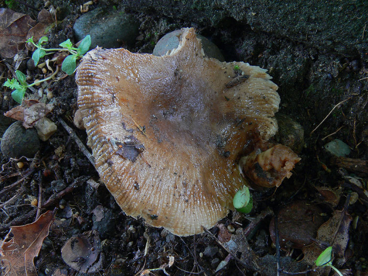 Russula da determinare