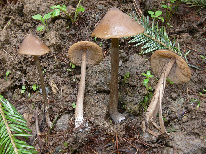 Raccolte del 30 e  31 Maggio