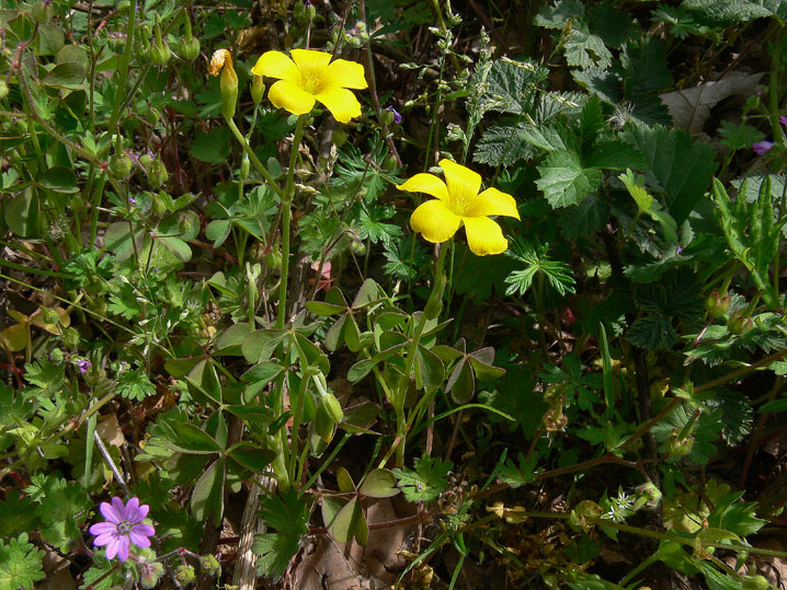 Oxalis stricta