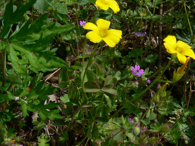 Oxalis stricta