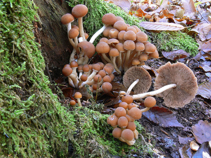 Raccolte del 9 Novembre