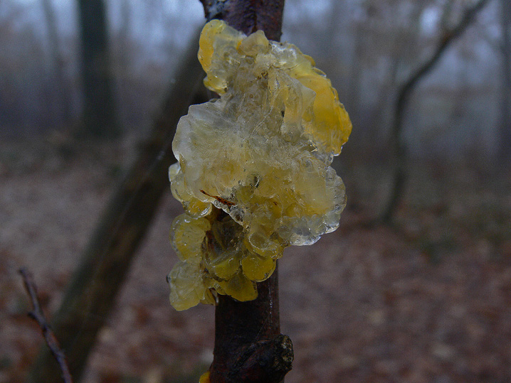 Ultime raccolte del 2008