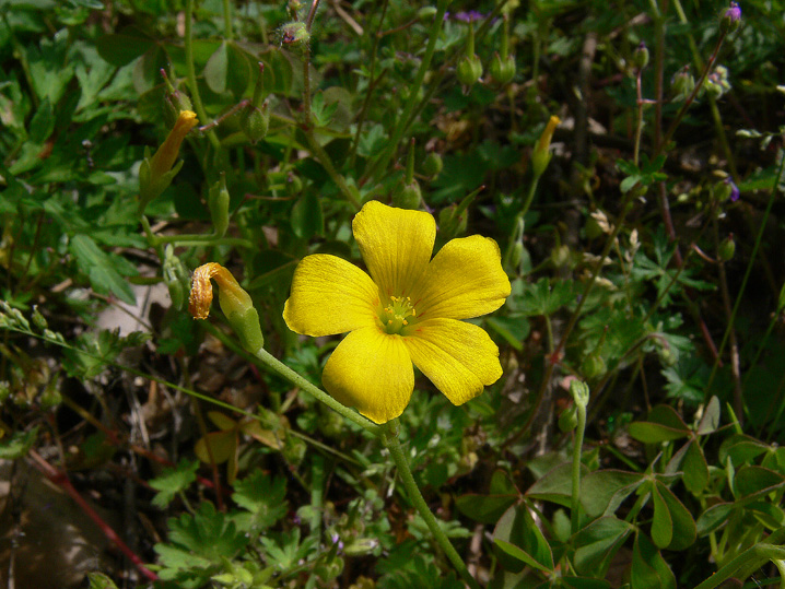 Oxalis stricta