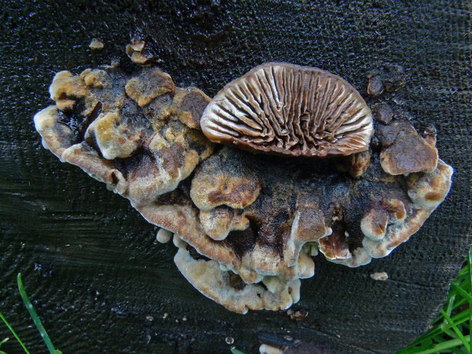 Aphyllophorales a 1500 metri di quota