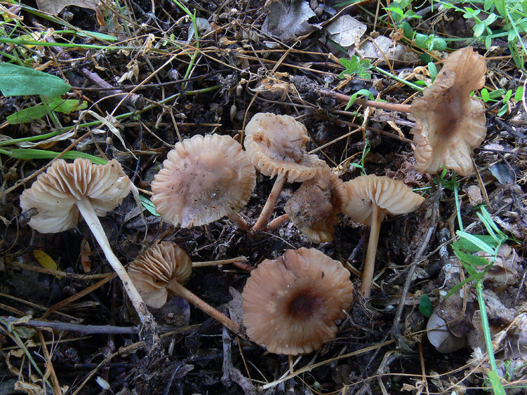 Pioggia...........funghi........