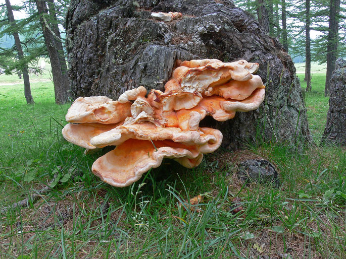 Lariceto ed Abetaia della Val di Susa