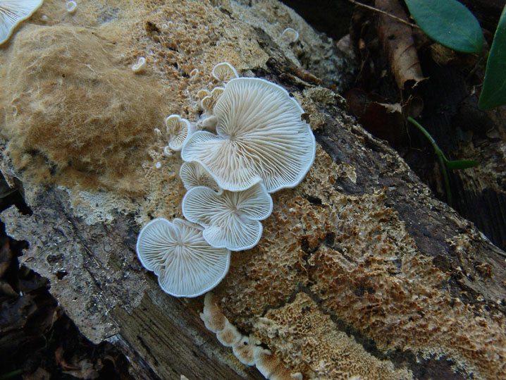 Crepidotus da determinare