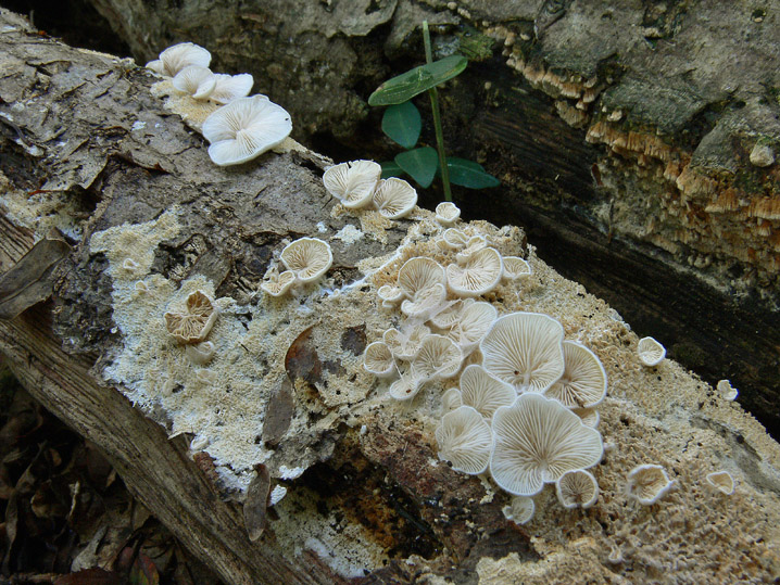Raccolte del 20 Settembre
