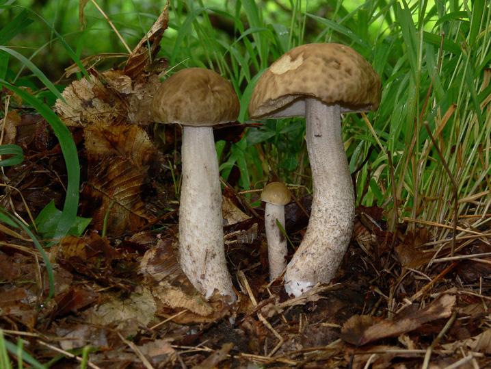 Raccolte del 16 Maggio