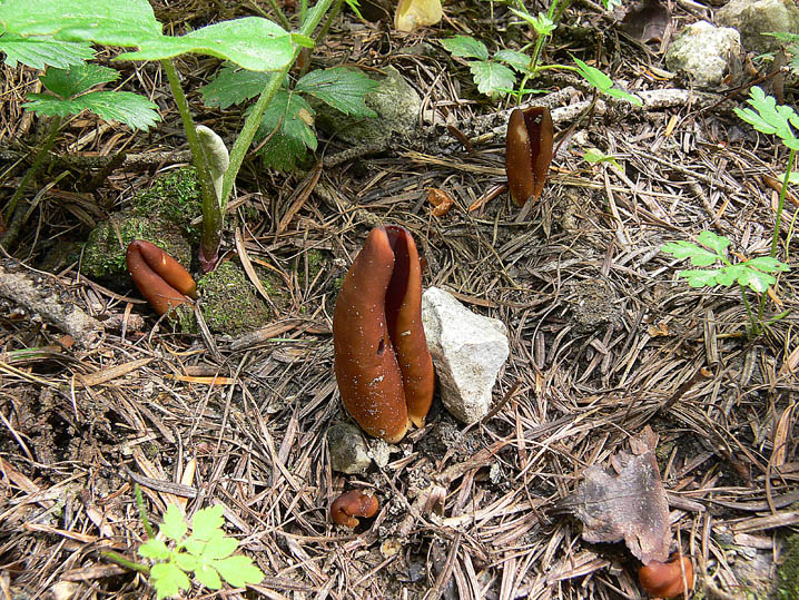 Raccolte del 20 e 21 Giugno