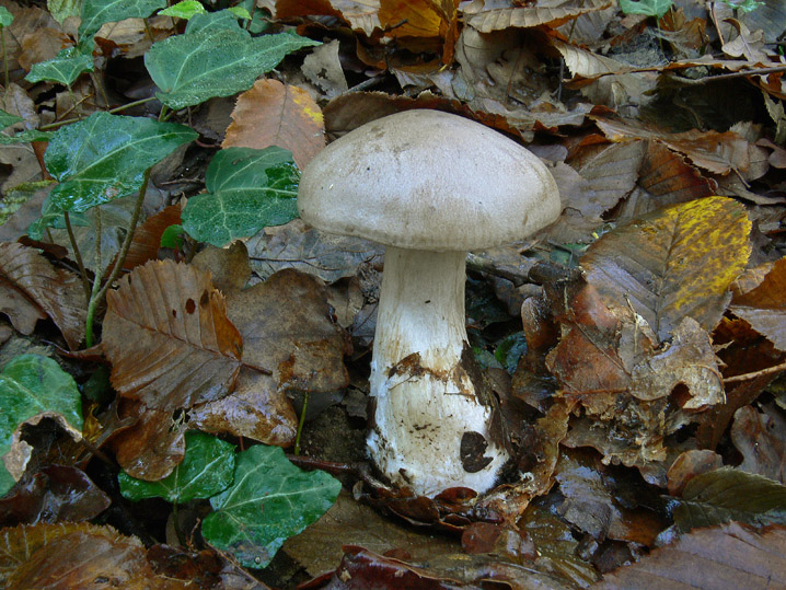 Raccolte del 9 Novembre