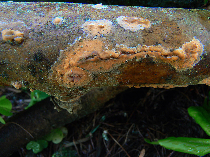 Quiz N. 3 (Peniophora incarnata)