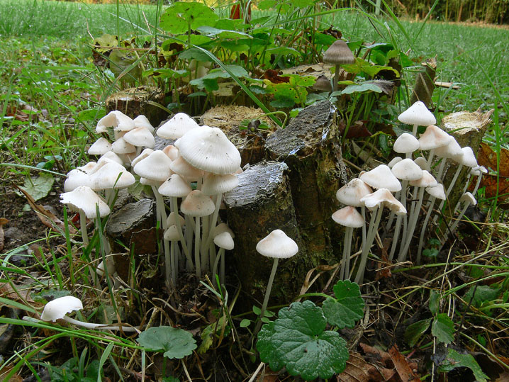 Raccolte del 12 Ottobre