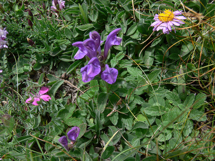 Scutellaria alpina / Scutellaria delle Alpi