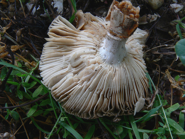 Russula da determinare