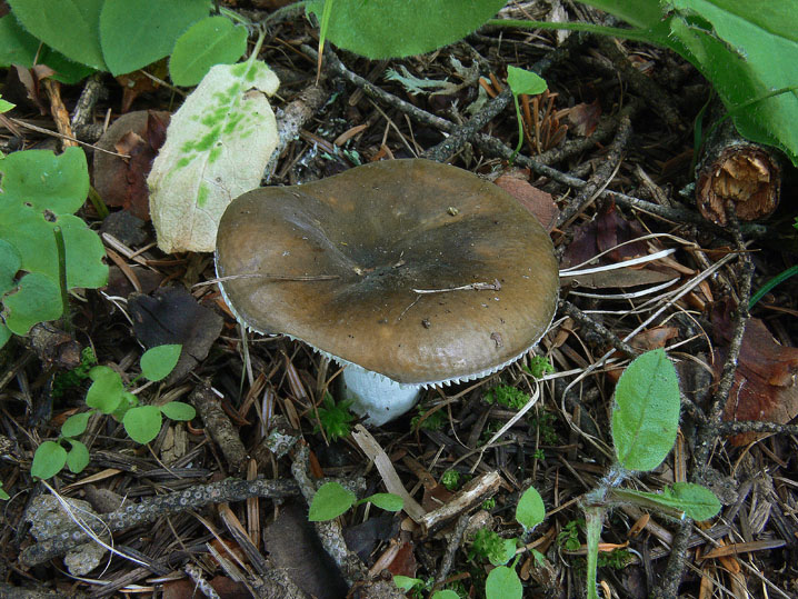 Russula da determinare (cfr. Russula integra)