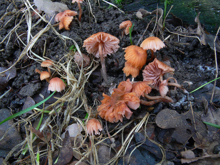 Pioggia...........funghi........