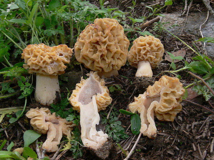 Raccolte del 30 e  31 Maggio