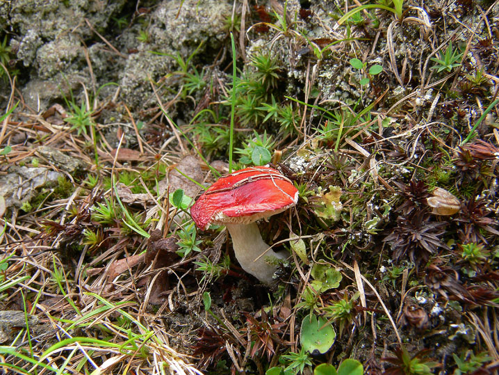 Russula a 2200 metri di quota (cfr. Russula nana)