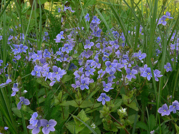 Veronica chamaedrys