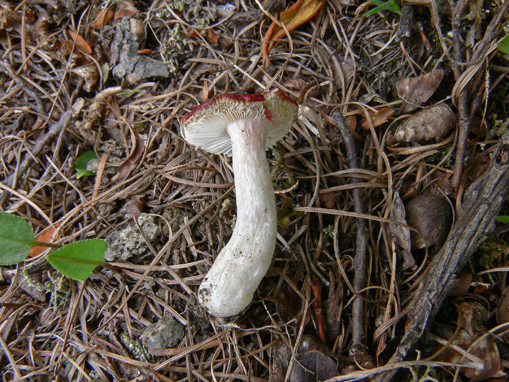 Russula a 2200 metri di quota (cfr. Russula nana)