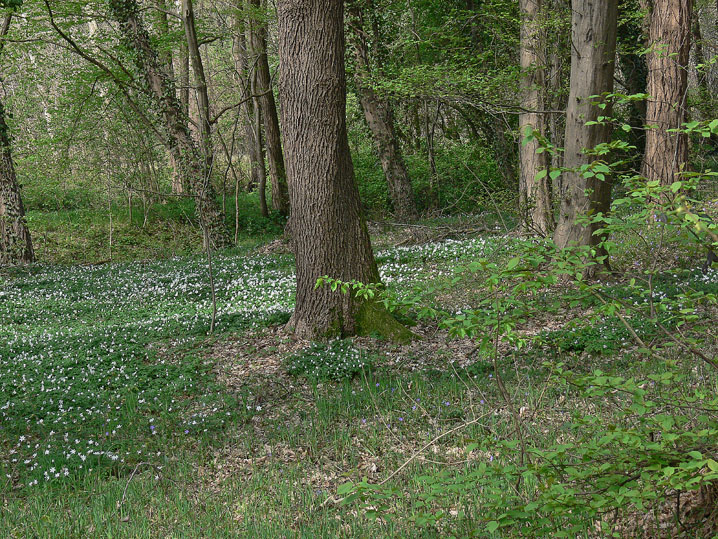 Marzo-Aprile 2009