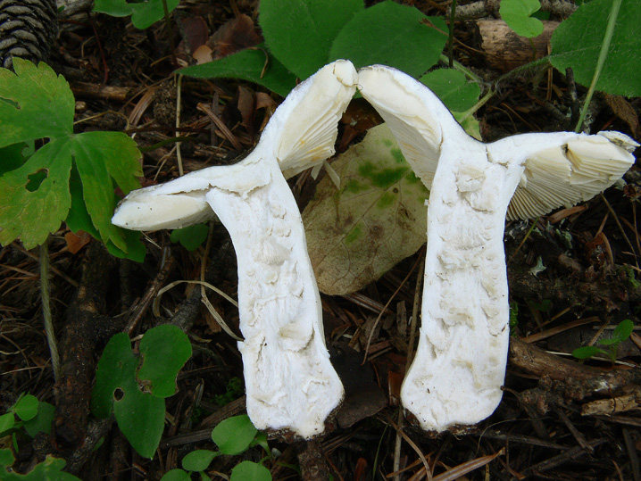 Russula da determinare (cfr. Russula integra)