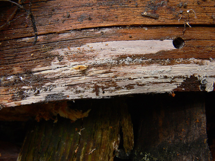 Tubulicrinis subulatus