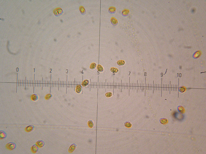 Le basidiospore negli Aphyllophorales