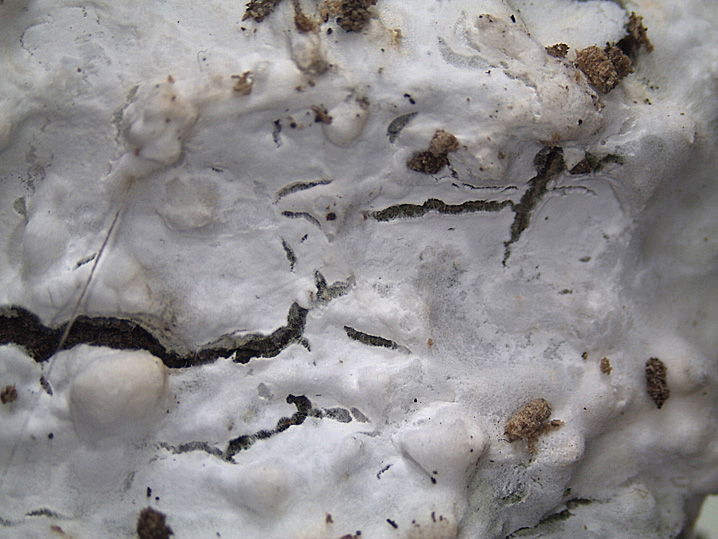 Quiz N.8 (Hyphoderma sambuci)