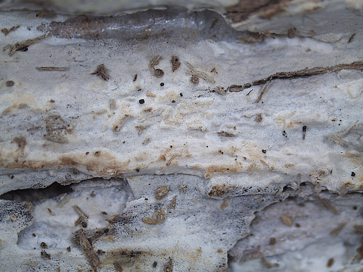 Peniophorella praetermissa (P. Karst.) K.H. Larss.