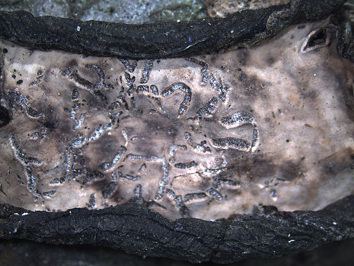Quiz N.7 (Peniophora quercina)