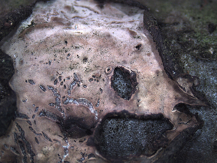 Quiz N.7 (Peniophora quercina)