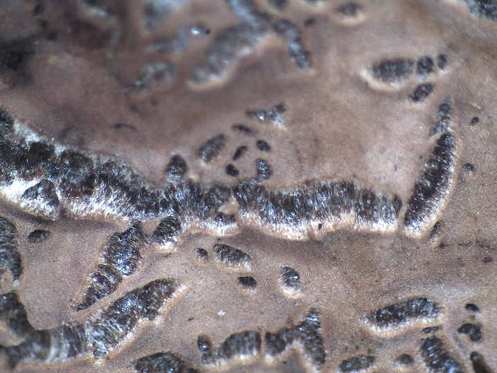 Quiz N.7 (Peniophora quercina)