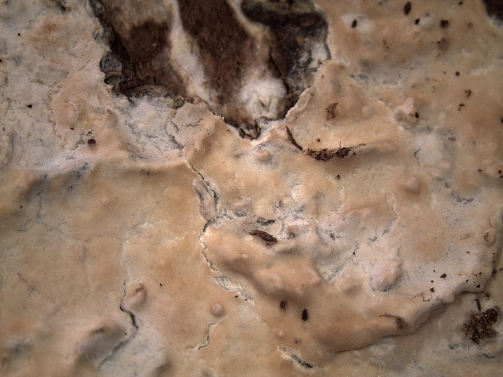 Mutatoderma mutatum