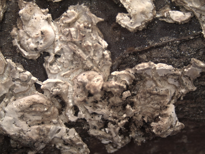 Quiz N. 2 (Cylindrobasidium evolvens)